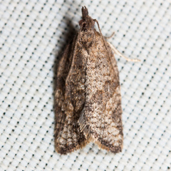 Argyrotaenia franciscana