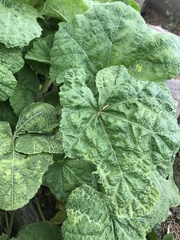 Alchemilla mollis
