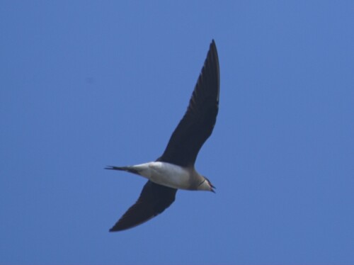 iNaturalist image