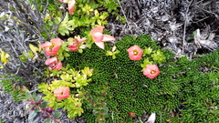 Gentianella rupicola