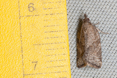 Argyrotaenia franciscana