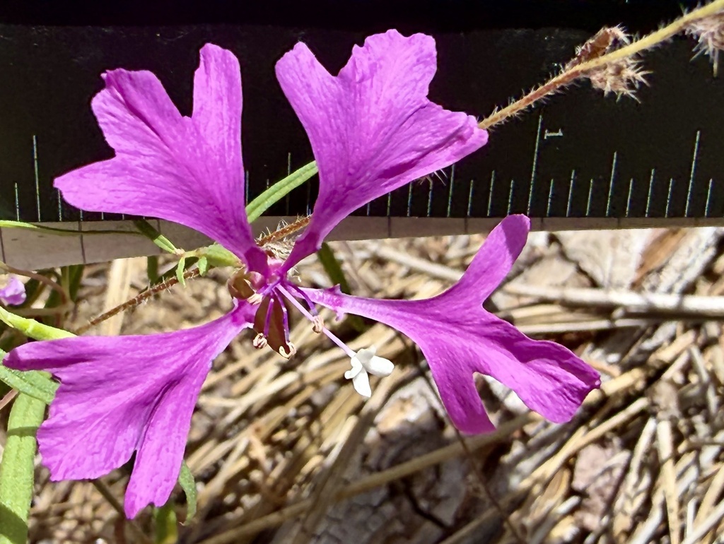 Clarkia pulchella; photograph (c) Henrik Kibak, some rights reserved (CC BY)