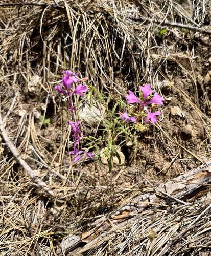 Clarkia pulchella, photograph 3