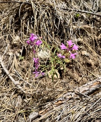 (c) Henrik Kibak, some rights reserved (CC BY) Clarkia pulchella, photograph (c) Henrik Kibak, some rights reserved (CC BY)