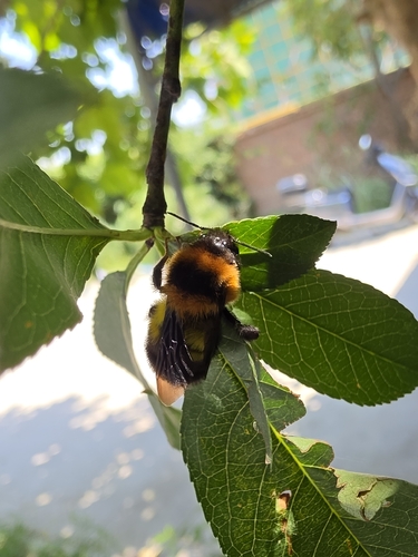 Short-faced Bumble Bee