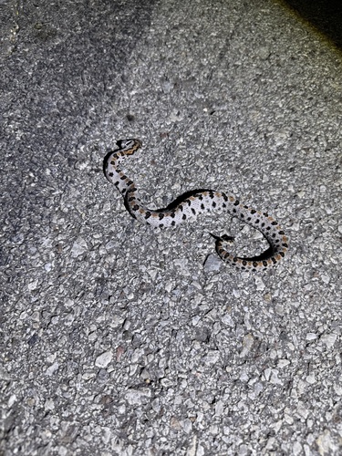 Western Pygmy Rattlesnake