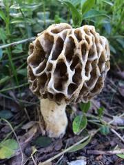 Morchella americana