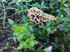 Morchella americana