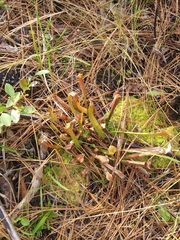 Sarracenia rubra