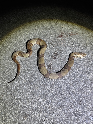 Broad-banded Copperhead