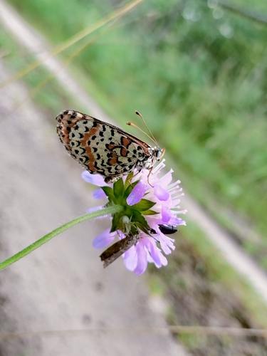 Spotted Fritillary