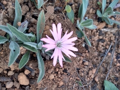 Silene hookeri