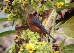 Conirostrum rufum
