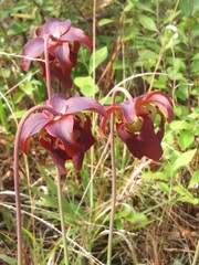 Sarracenia rubra