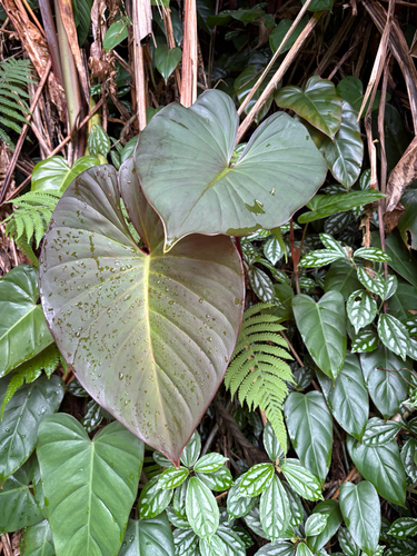 Philodendron erubescens observed 2026-07-24