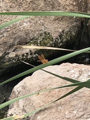 Perithemis intensa