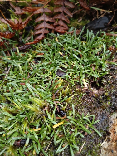 Abrotanella observed 2026-07-07