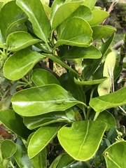 Tettigonia orientalis