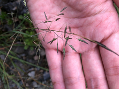 Eragrostis ferruginea
