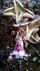 Pinguicula calyptrata
