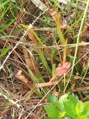 Sarracenia rubra