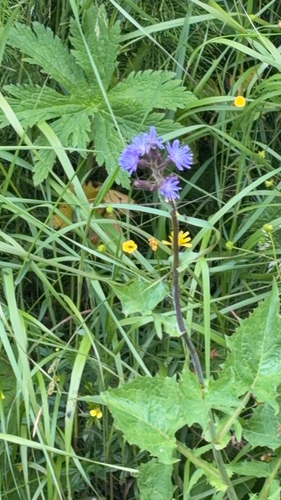 Alpine Blue-sow-thistle