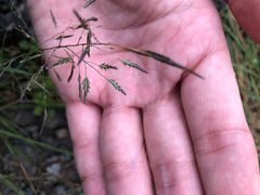 Eragrostis ferruginea