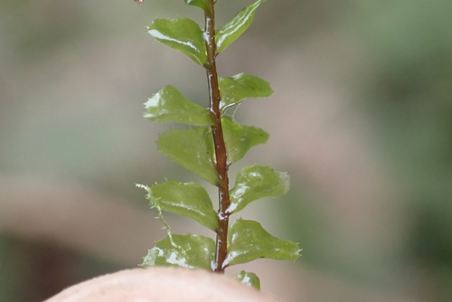 Plagiochila deflexa observed 2026-07-23