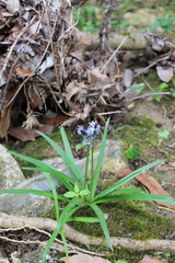 Hyacinthoides italica