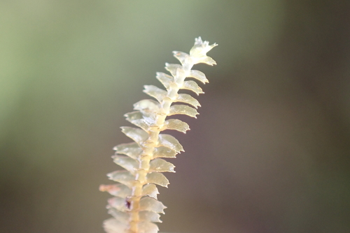 Bazzania didericiana observed 2026-07-23