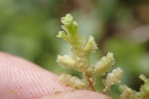 Radula cordata observed 2026-07-23