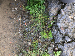 Eragrostis ferruginea