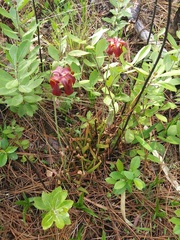 Sarracenia rubra