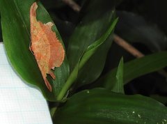 Pseudonadagara semicolor