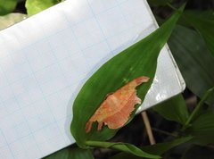 Pseudonadagara semicolor