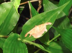 Pseudonadagara semicolor