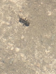 Liometopum apiculatum