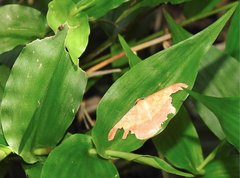 Pseudonadagara semicolor