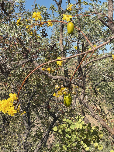 Yellow Kapok