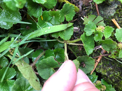 Hydrocotyle setulosa