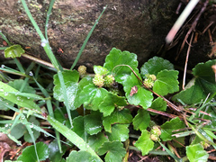 Hydrocotyle setulosa