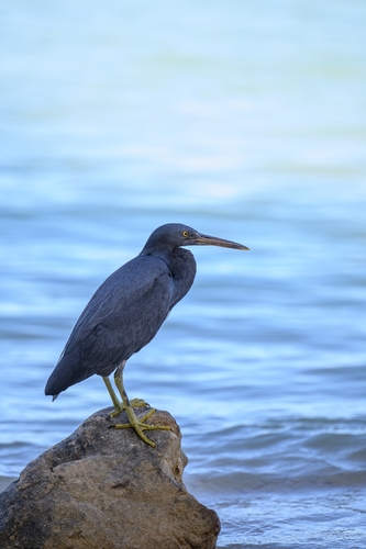 Egretta sacra observed 2026-07-24