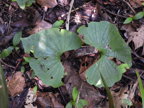 Nervilia concolor observed 2026-07-08