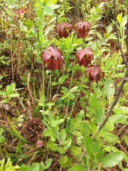 Sarracenia rubra