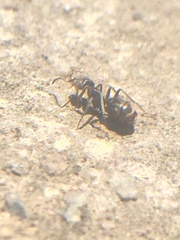 Liometopum apiculatum