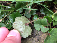 Hydrocotyle setulosa