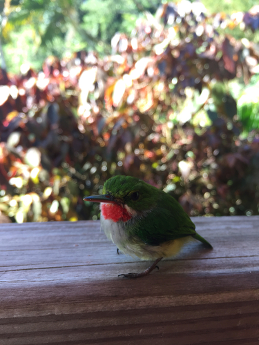 Todus mexicanus