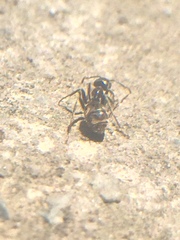 Liometopum apiculatum