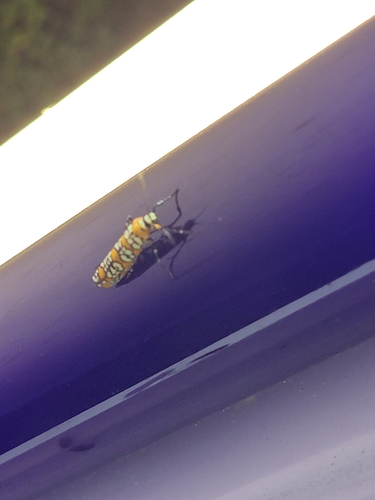 Ailanthus Webworm Moth