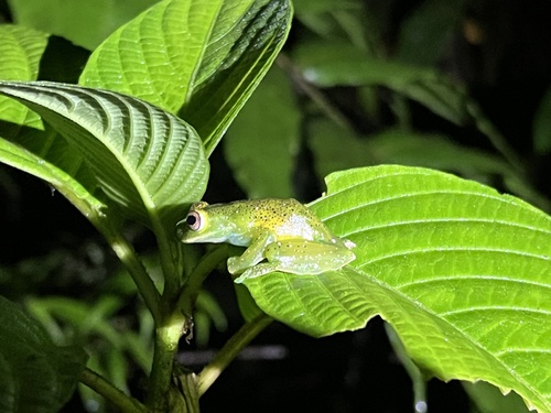 White-speckled Treefrog, Hyloscirtus albopunctulatus